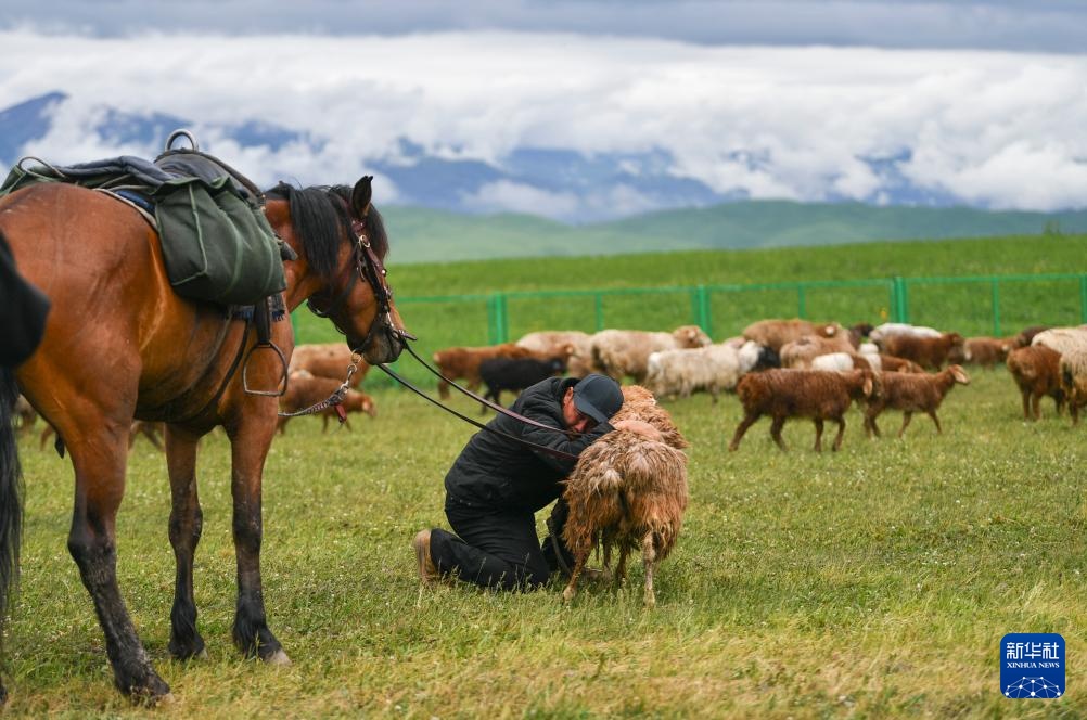转场天山下 转场天山下
