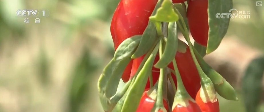 冷链物流迈入“高速时代” 消费者感受瓜果“才下枝头就上舌头”极致体验 冷链物流迈入“高速时代” 消费者感受瓜果“才下枝头就上舌头”极致体验