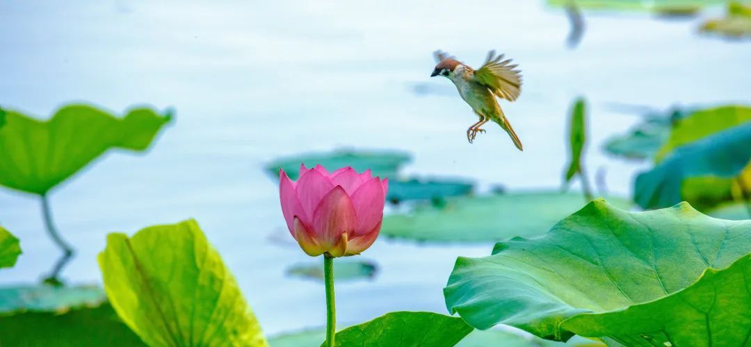 荷花盛开迎来观赏期!济南这12处赏花地你可知? 荷花盛开迎来观赏期!济南这12处赏花地你可知?