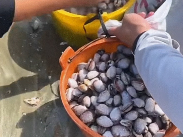 根本捡不完！台风过后，深圳一海滩惊现大量海鲜→