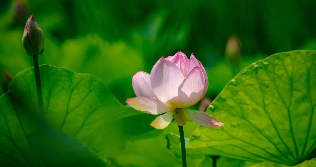 荷花盛开迎来观赏期!济南这12处赏花地你可知? 荷花盛开迎来观赏期!济南这12处赏花地你可知?