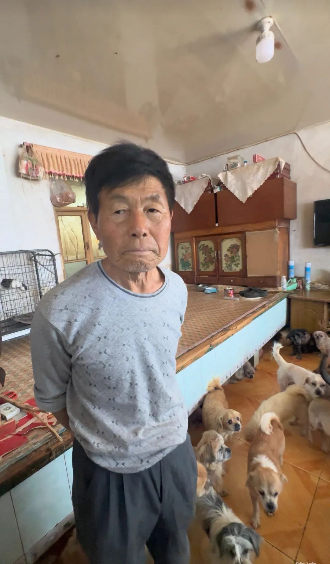 77岁老人25年收留上千只流浪狗，因癌症动过三次手术的他说……