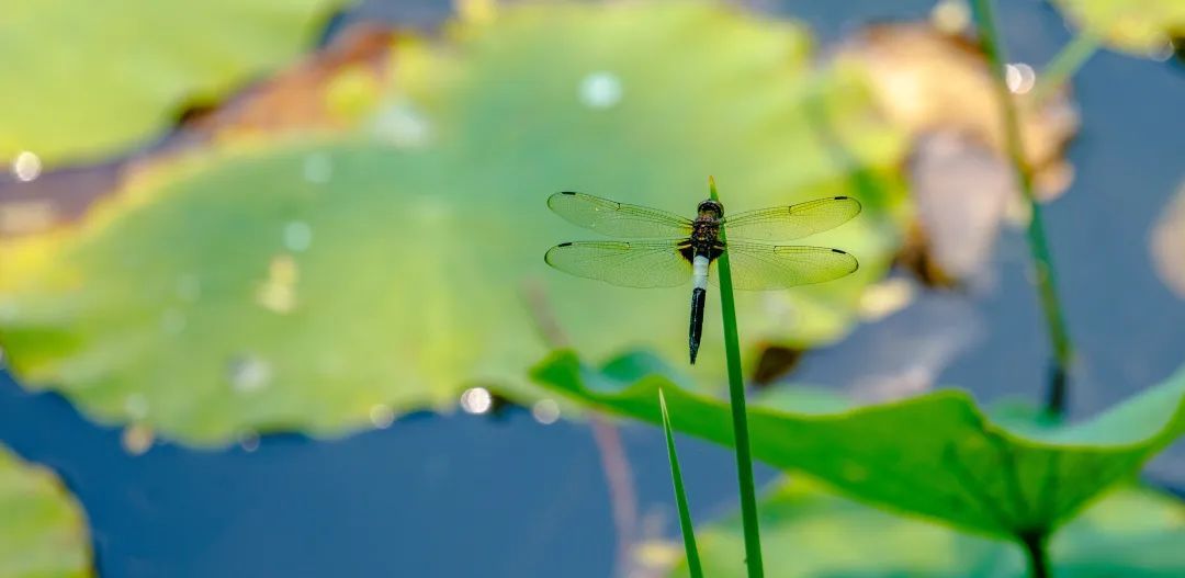 荷花盛开迎来观赏期!济南这12处赏花地你可知? 荷花盛开迎来观赏期!济南这12处赏花地你可知?