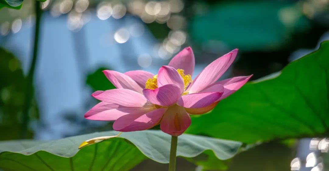 荷花盛开迎来观赏期!济南这12处赏花地你可知? 荷花盛开迎来观赏期!济南这12处赏花地你可知?