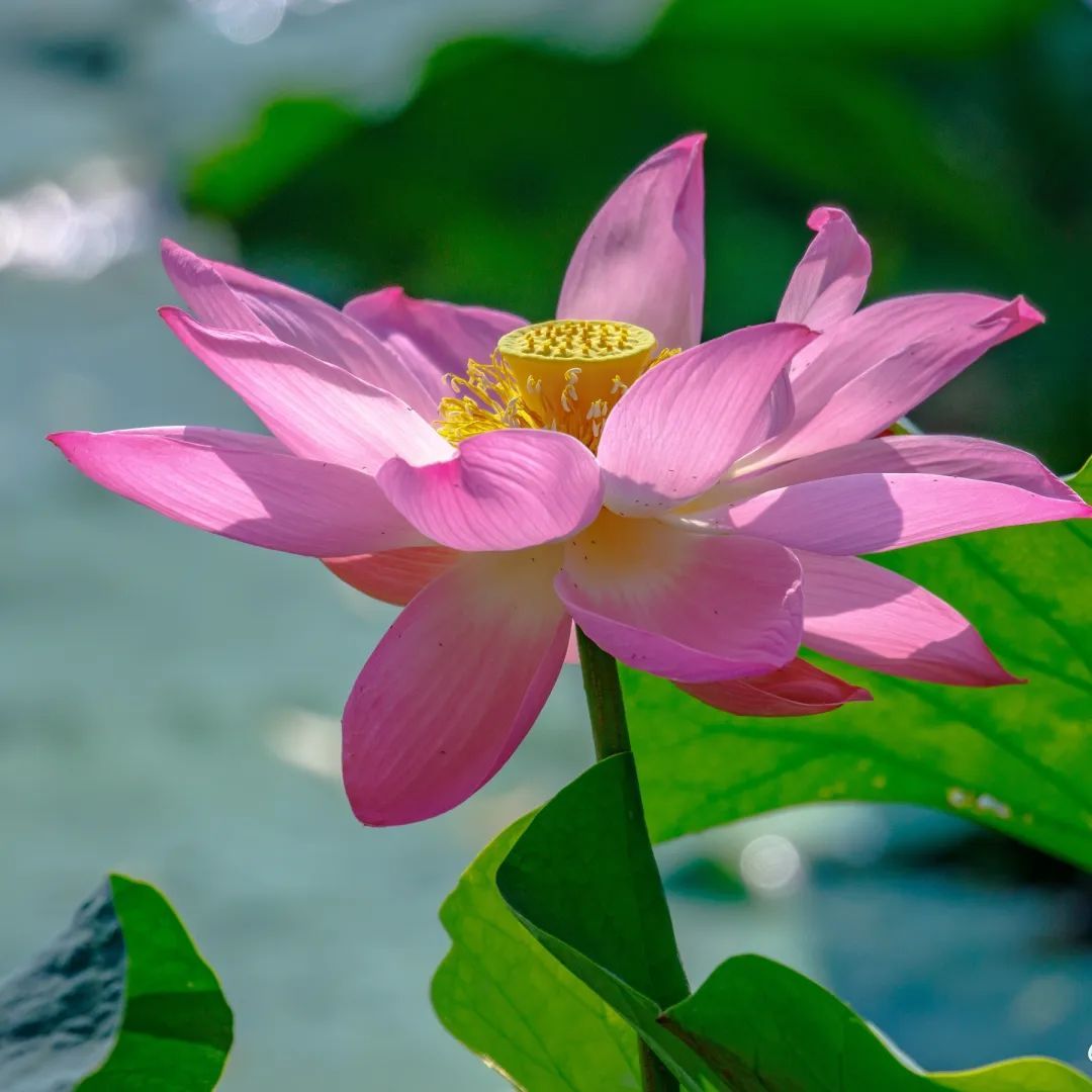 荷花盛开迎来观赏期!济南这12处赏花地你可知? 荷花盛开迎来观赏期!济南这12处赏花地你可知?