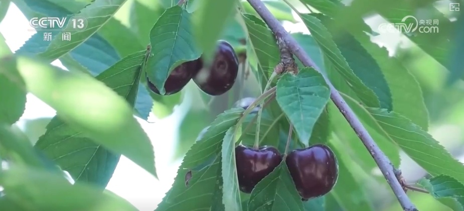 鲜果、重庆小面、汽车配件……中亚好物乘坐“钢铁驼队”跑出新机遇