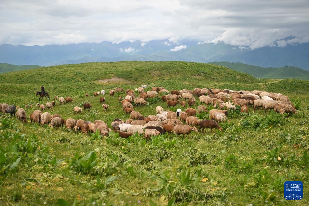 转场天山下 转场天山下