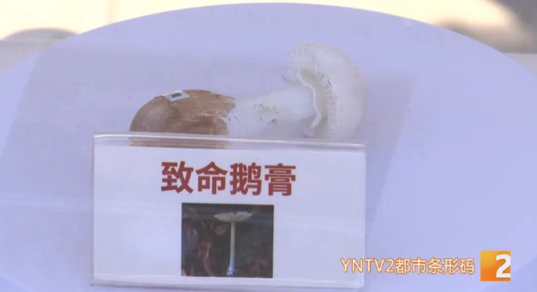 50克就能致命!担心误食鹅膏菌?这种验毒“神器”来啦! 50克就能致命!担心误食鹅膏菌?这种验毒“神器”来啦!