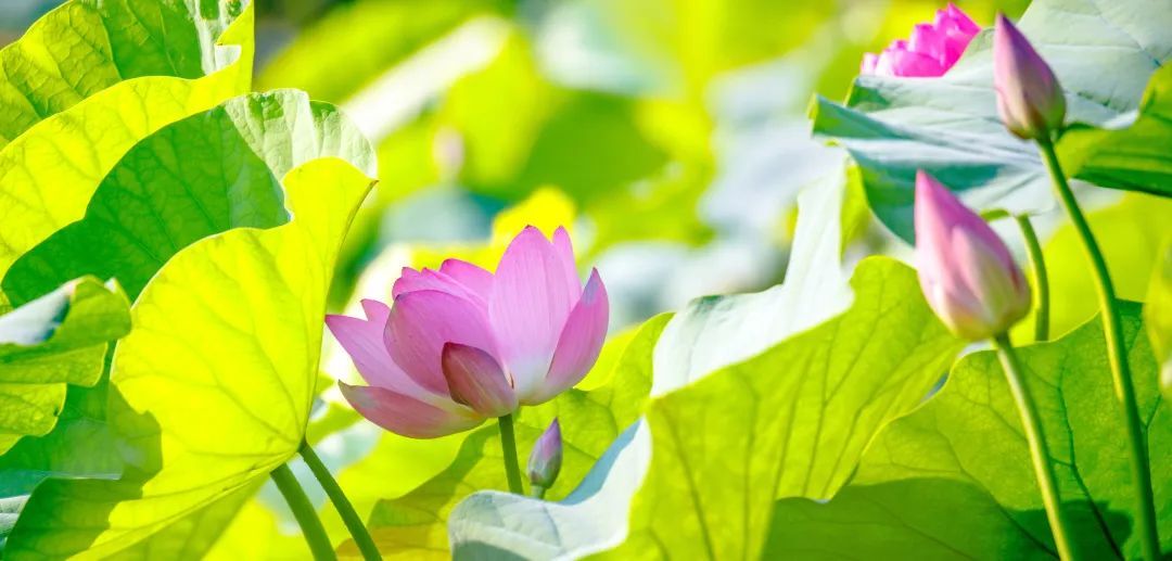 荷花盛开迎来观赏期!济南这12处赏花地你可知? 荷花盛开迎来观赏期!济南这12处赏花地你可知?