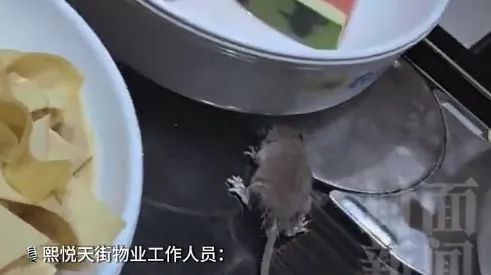 老鼠上桌吃自助?北京一火锅店上演惊人一幕 老鼠上桌吃自助?北京一火锅店上演惊人一幕
