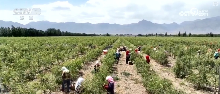 冷链物流迈入“高速时代” 消费者感受瓜果“才下枝头就上舌头”极致体验 冷链物流迈入“高速时代” 消费者感受瓜果“才下枝头就上舌头”极致体验