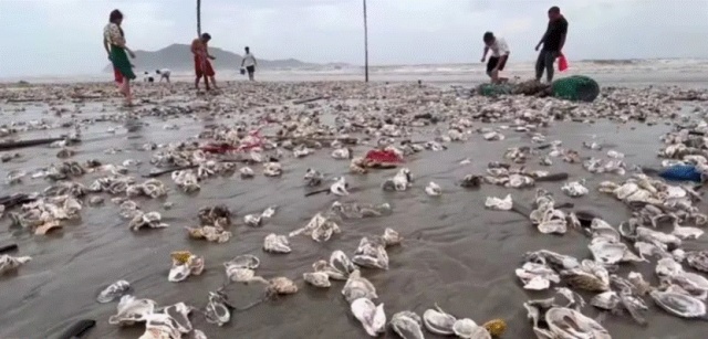 根本捡不完！台风过后，深圳一海滩惊现大量海鲜→