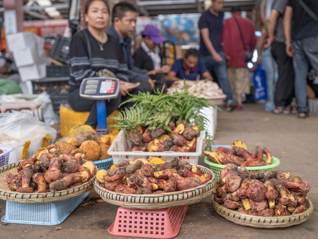 冰箱和洗衣机说话?菌子中毒不好玩、很危险! 冰箱和洗衣机说话?菌子中毒不好玩、很危险!