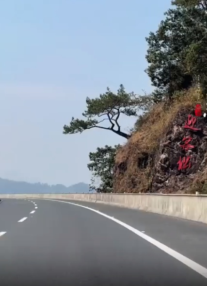 广西“迎客松”被砍!曾是很多人回家的标志,部门回应 广西“迎客松”被砍!曾是很多人回家的标志,部门回应