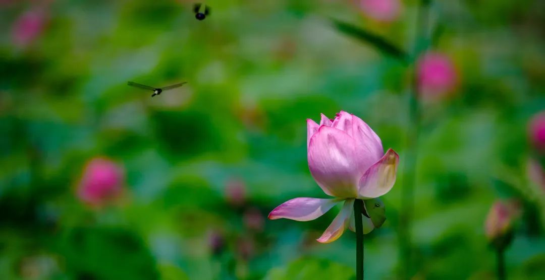 荷花盛开迎来观赏期!济南这12处赏花地你可知? 荷花盛开迎来观赏期!济南这12处赏花地你可知?