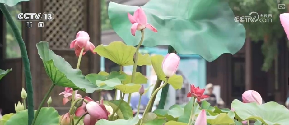 以花为媒融合“美景+科技+换新”解锁消费新体验 释放经济新活力 以花为媒融合“美景+科技+换新”解锁消费新体验 释放经济新活力