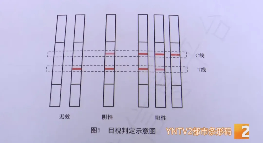 50克就能致命!担心误食鹅膏菌?这种验毒“神器”来啦! 50克就能致命!担心误食鹅膏菌?这种验毒“神器”来啦!