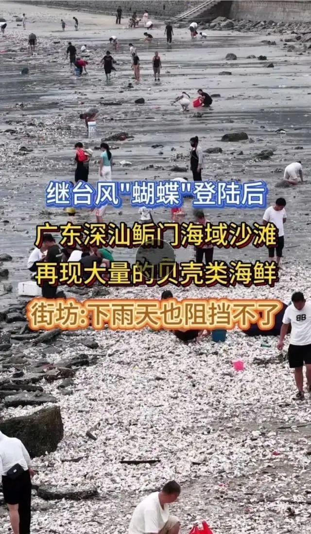 根本捡不完！台风过后，深圳一海滩惊现大量海鲜→