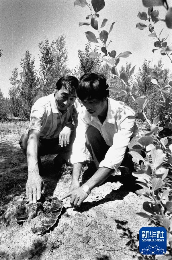 治沙这件事,他们做了一辈子 治沙这件事,他们做了一辈子