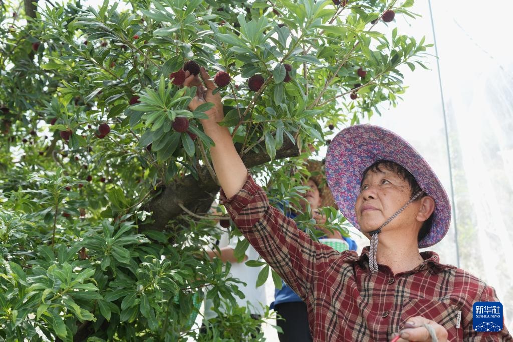 浙江黄岩:东魁杨梅进入集中采摘期 浙江黄岩:东魁杨梅进入集中采摘期