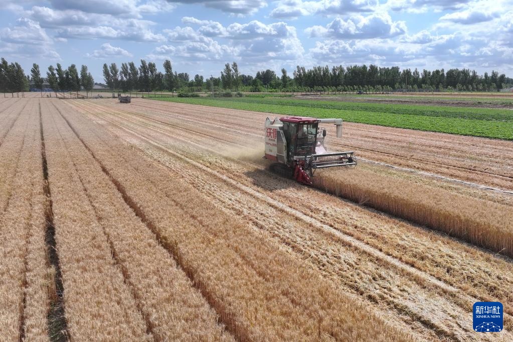 冀东小麦收获忙 冀东小麦收获忙