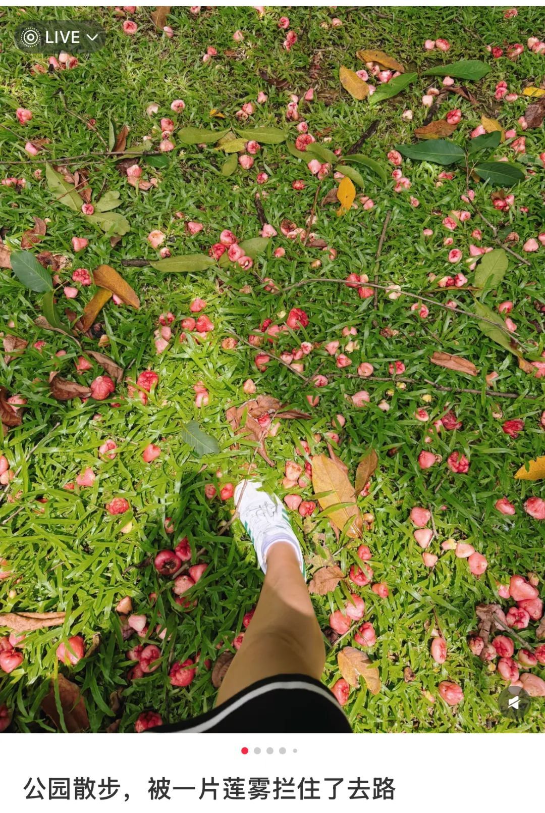 根本捡不完！深圳街头到处都是，但真的劝你别捡别摘别吃……