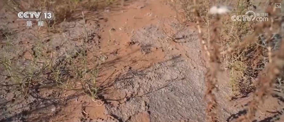 宜林则林、宜草则草 “沙退绿进”生态奇迹彰显“智慧”底色 宜林则林、宜草则草 “沙退绿进”生态奇迹彰显“智慧”底色