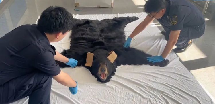 上海浦东国际机场海关查获1张北美黑熊皮制品地毯 上海浦东国际机场海关查获1张北美黑熊皮制品地毯