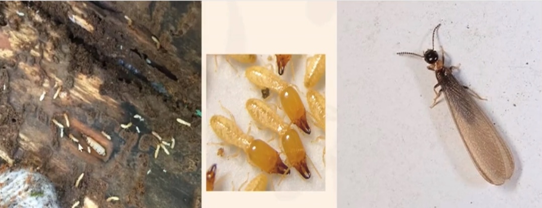 关窗！关窗！入梅后大量出现