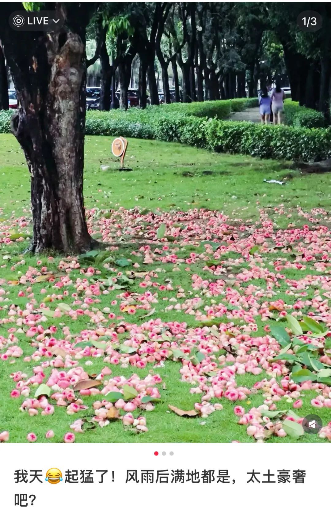 根本捡不完！深圳街头到处都是，但真的劝你别捡别摘别吃……