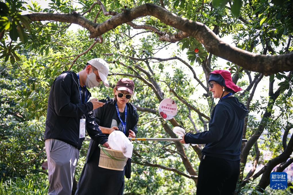 浙江宁波：杨梅挂枝引客来