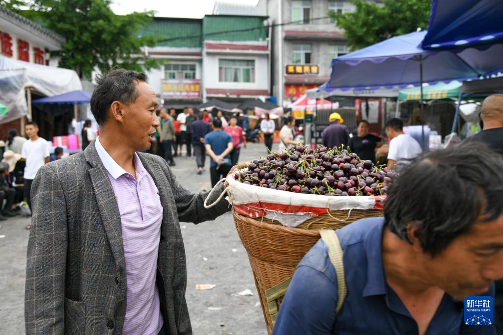 四川汉源:樱桃红 果农忙 四川汉源:樱桃红 果农忙