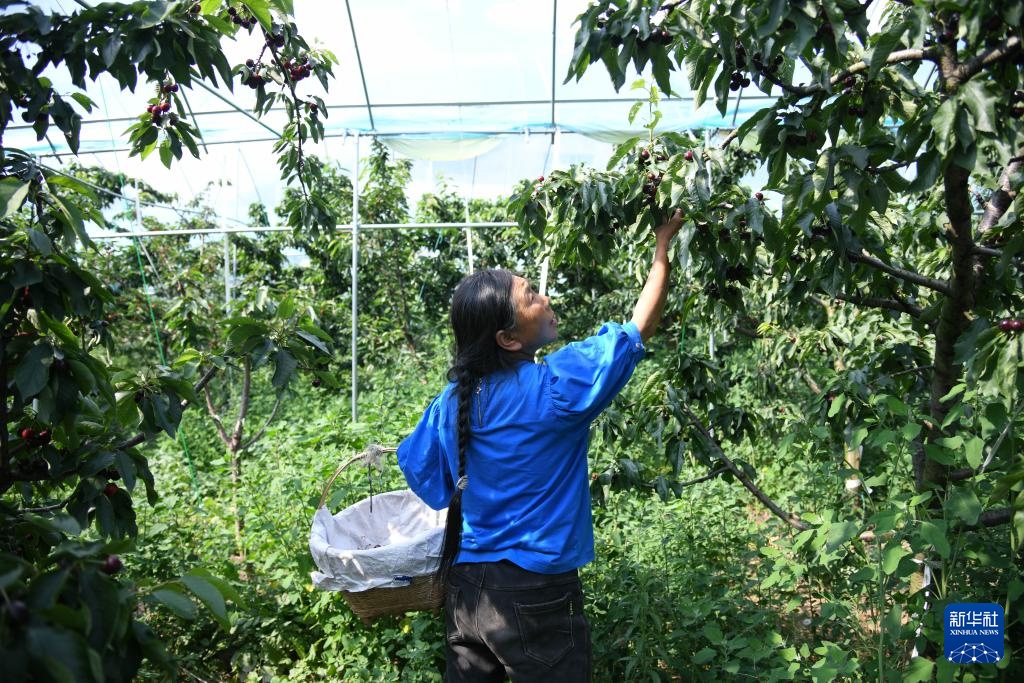 四川汉源:樱桃红 果农忙 四川汉源:樱桃红 果农忙
