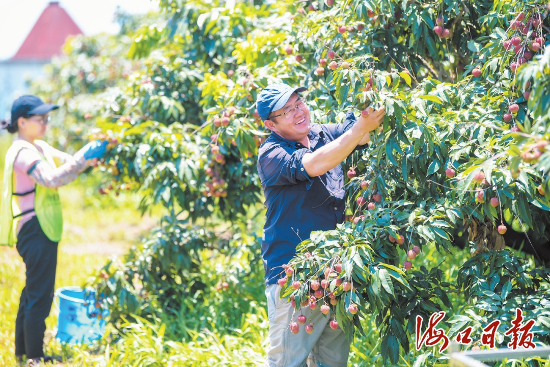 今年首次进入美洲、非洲和欧洲市场!海口火山荔枝登上“世界货架” 今年首次进入美洲、非洲和欧洲市场!海口火山荔枝登上“世界货架”