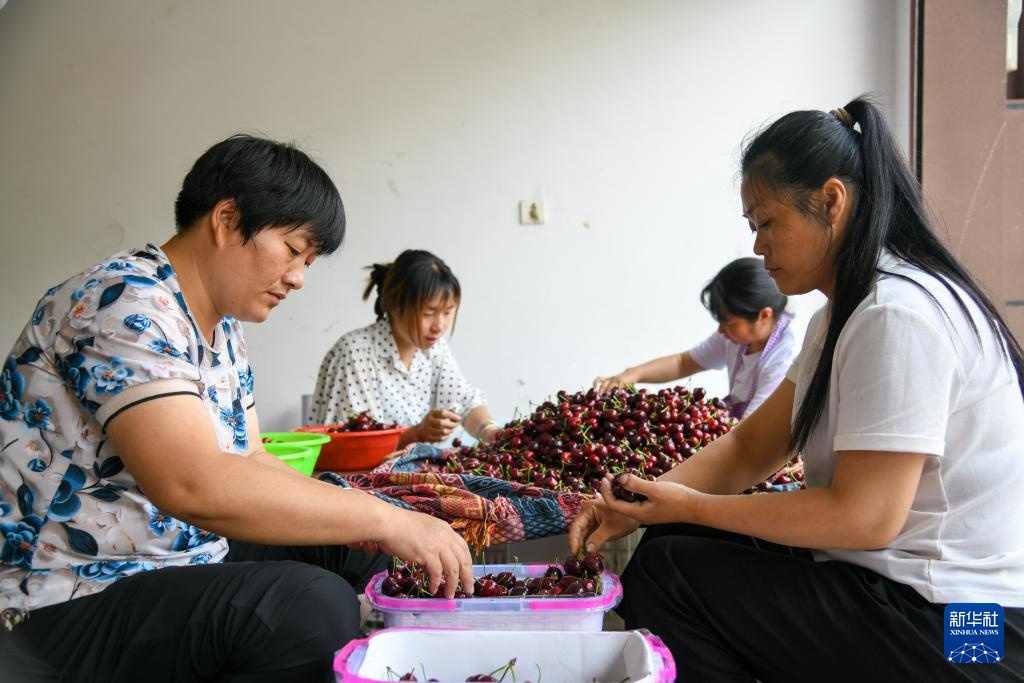 四川汉源:樱桃红 果农忙 四川汉源:樱桃红 果农忙