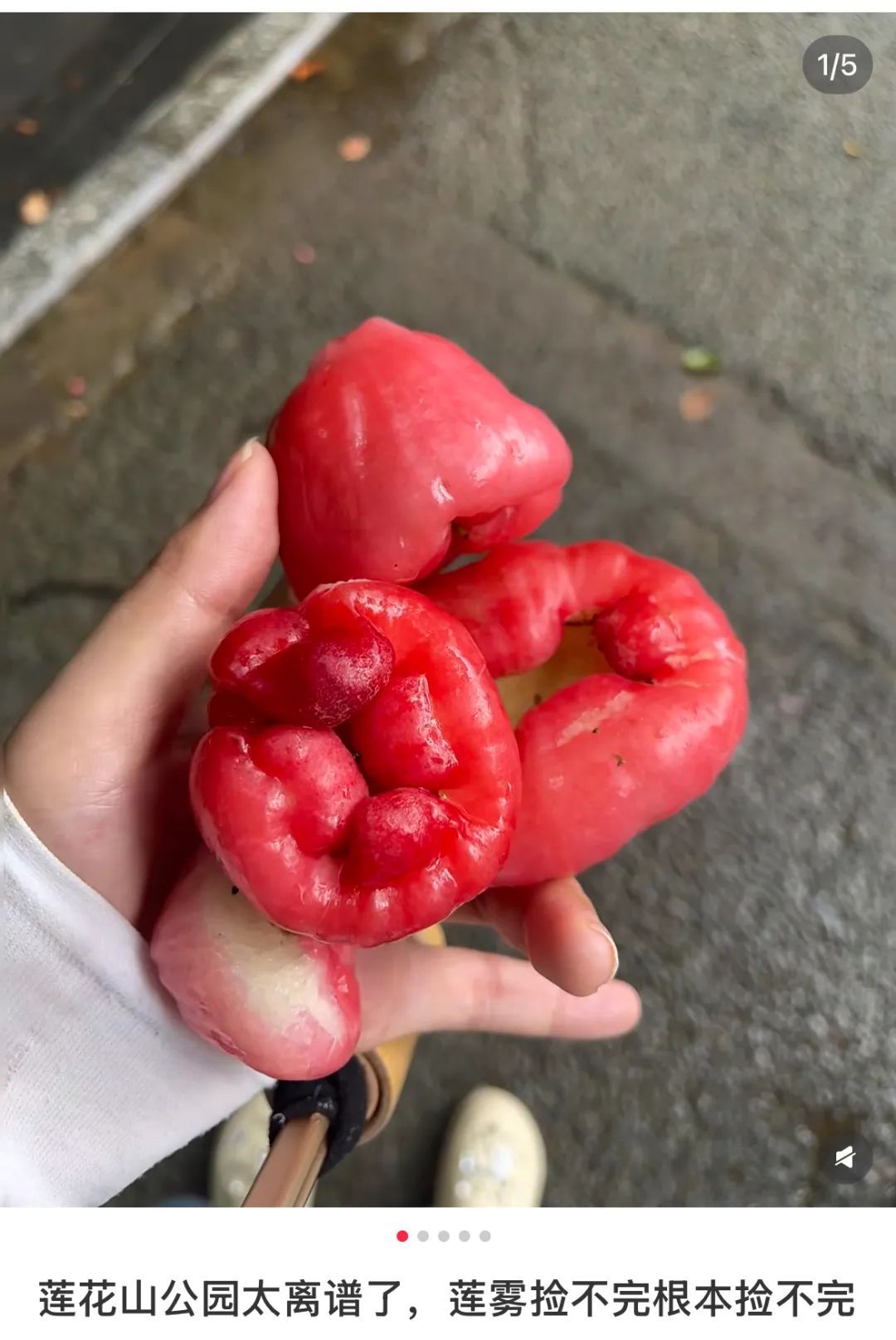 根本捡不完！深圳街头到处都是，但真的劝你别捡别摘别吃……