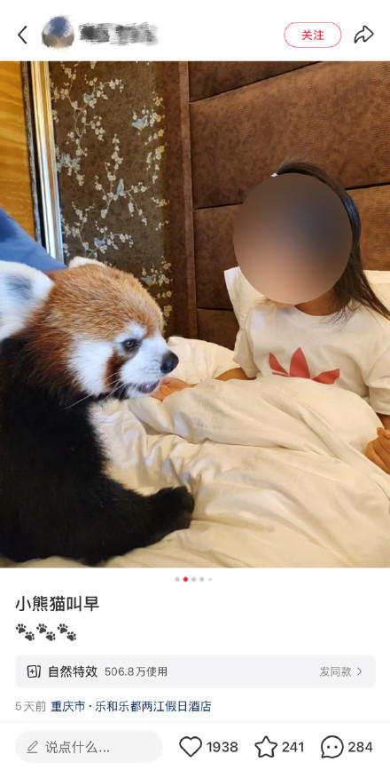 林业局叫停酒店小熊猫叫早服务