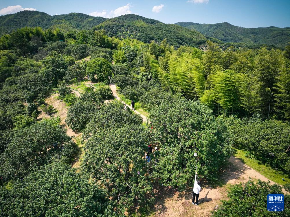 浙江宁波：杨梅挂枝引客来