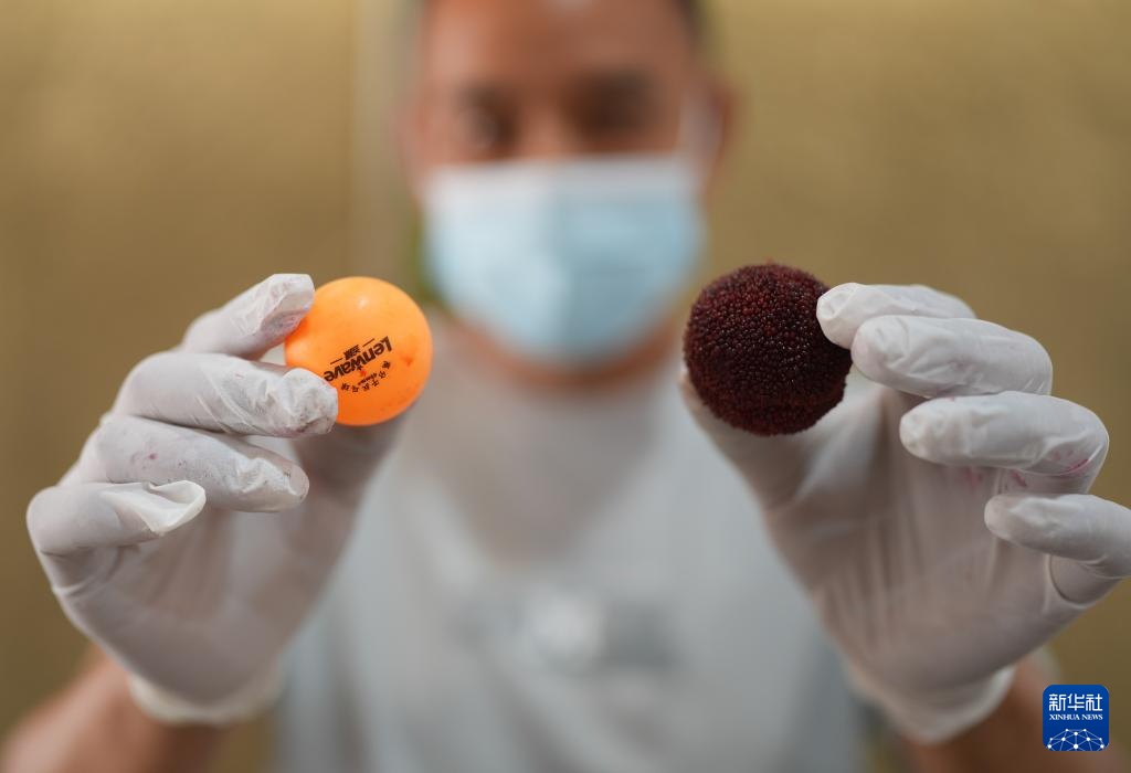 浙江黄岩:东魁杨梅进入集中采摘期 浙江黄岩:东魁杨梅进入集中采摘期