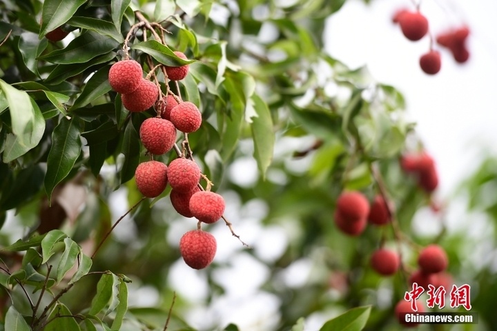 注意！“日啖荔枝三百颗”可能会中毒！
