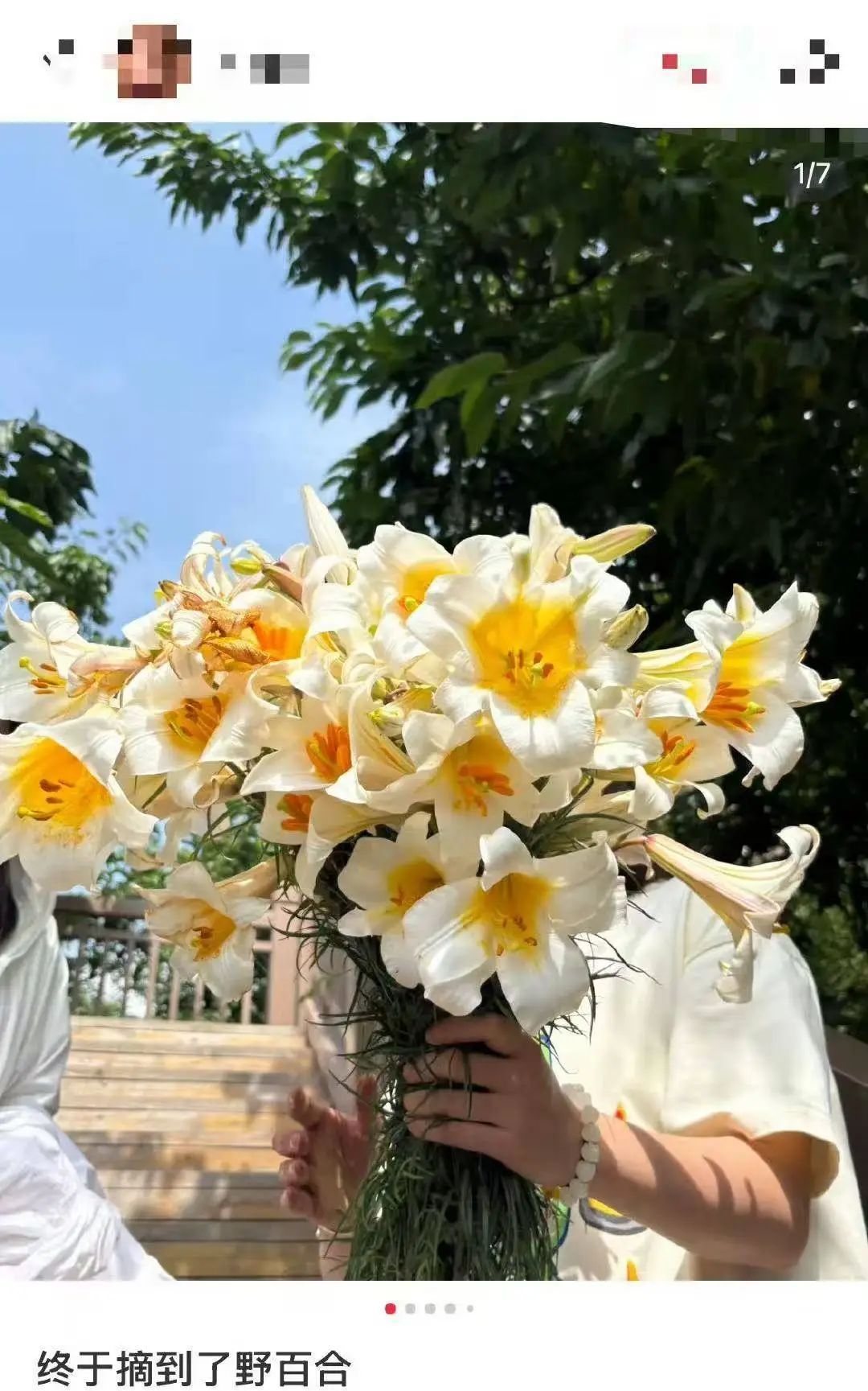 游客把岷江百合当野百合摘,专家紧急提醒:别摘了! 游客把岷江百合当野百合摘,专家紧急提醒:别摘了!