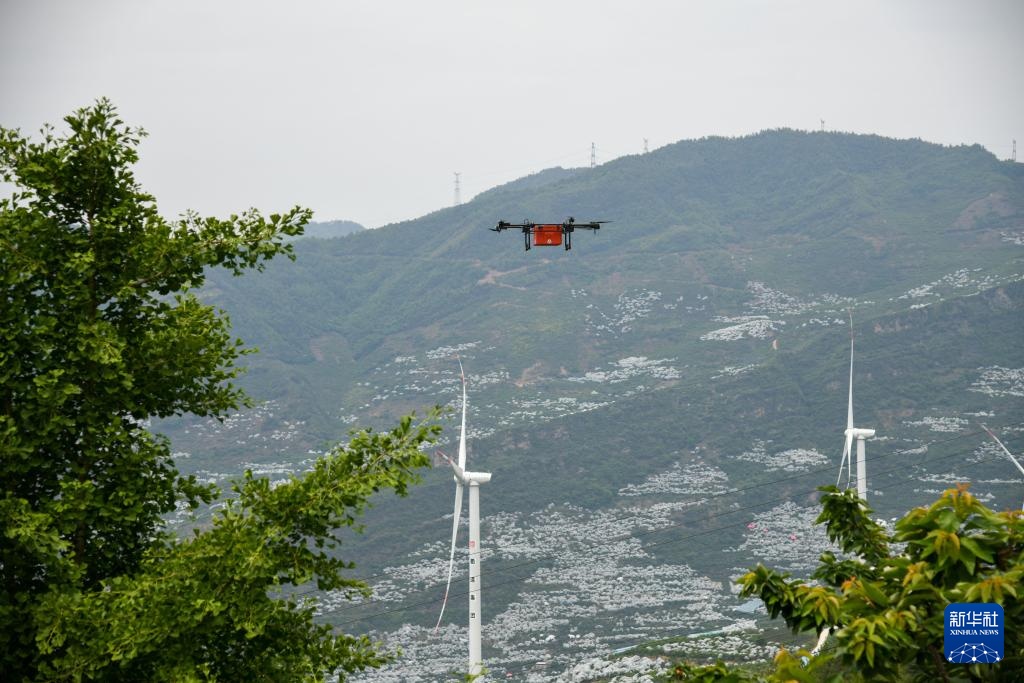 四川汉源:樱桃红 果农忙 四川汉源:樱桃红 果农忙