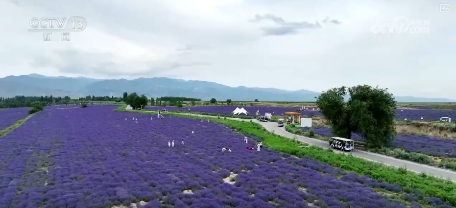 擦亮紫色花海“金字招牌” “花卉+”激活吃、住、游、购综合消费新动能 擦亮紫色花海“金字招牌” “花卉+”激活吃、住、游、购综合消费新动能