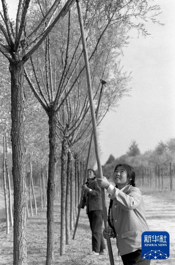 治沙这件事,他们做了一辈子 治沙这件事,他们做了一辈子