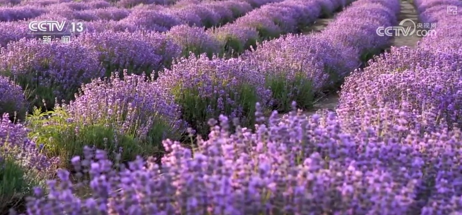 擦亮紫色花海“金字招牌” “花卉+”激活吃、住、游、购综合消费新动能 擦亮紫色花海“金字招牌” “花卉+”激活吃、住、游、购综合消费新动能