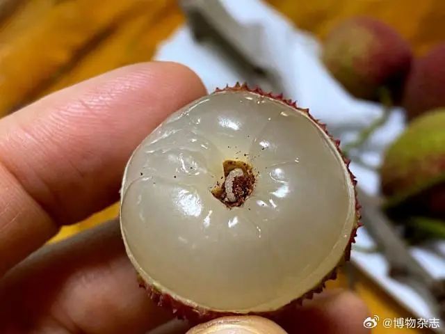 荔枝蒂发黑可能是长虫？网友坐不住了