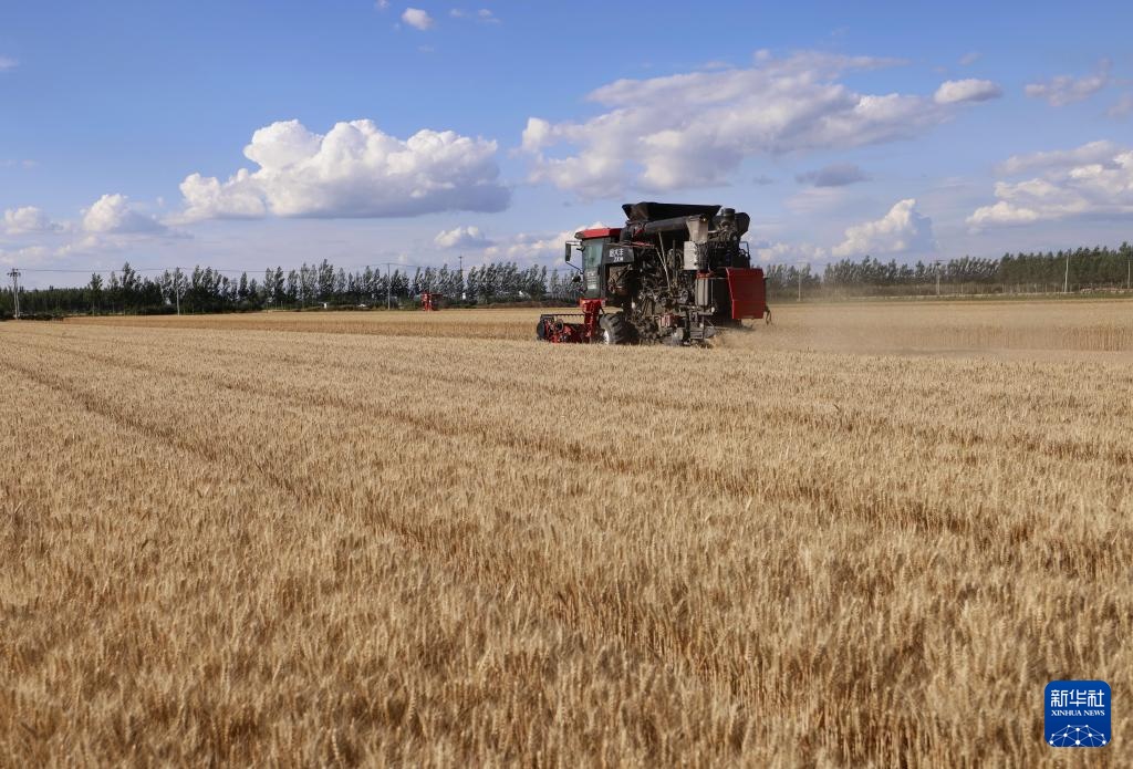 冀东小麦收获忙 冀东小麦收获忙