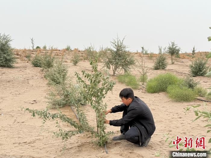 绿进沙退、绿富同兴,实探中国最大沙漠治理 绿进沙退、绿富同兴,实探中国最大沙漠治理