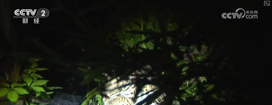 “八小时外”消费火热 夏日经济“夜动力”撬动消费“夜”态新引擎 “八小时外”消费火热 夏日经济“夜动力”撬动消费“夜”态新引擎