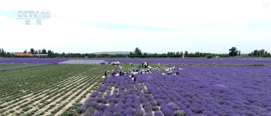 擦亮紫色花海“金字招牌” “花卉+”激活吃、住、游、购综合消费新动能 擦亮紫色花海“金字招牌” “花卉+”激活吃、住、游、购综合消费新动能